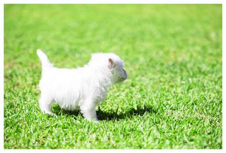 West Highland White Terrier for sale by WESCAVAL