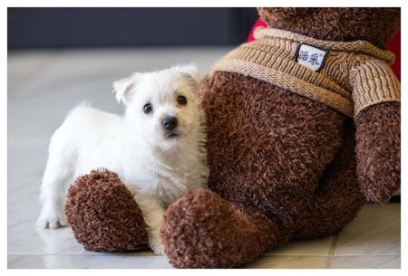 West Highland White Terrier for sale by WESCAVAL