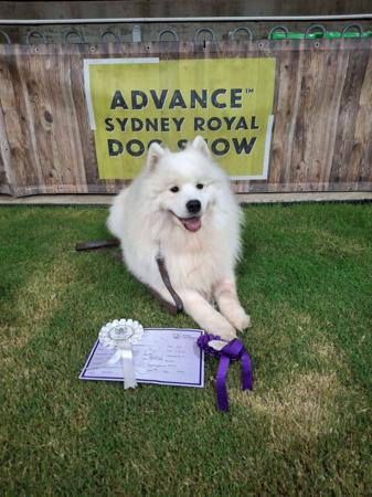 Samoyed for sale by KEFTIU