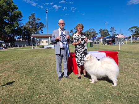 Samoyed for sale by KEFTIU