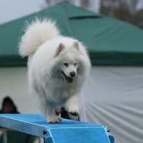Samoyed for sale by KEFTIU