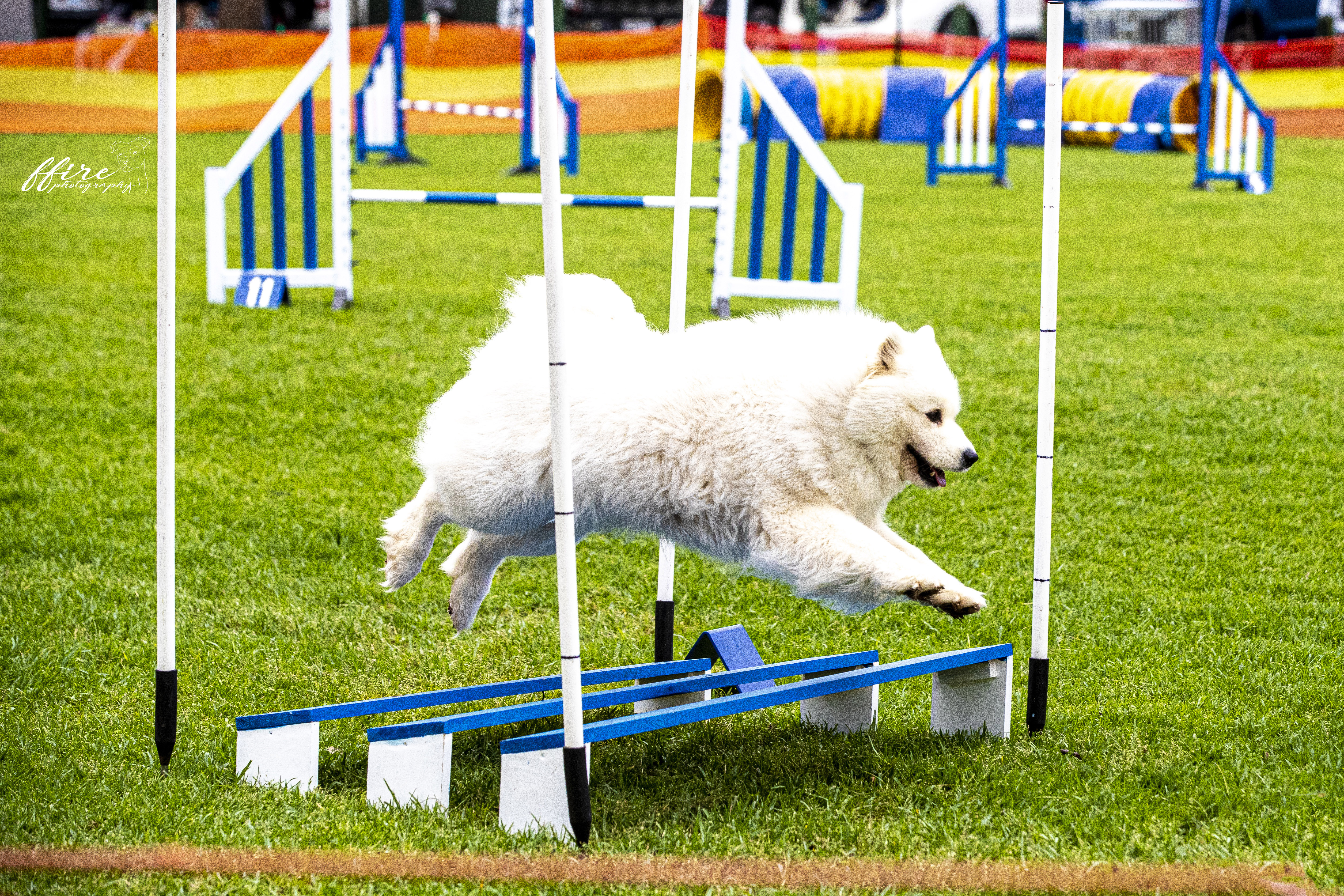 Samoyed for sale by KEFTIU