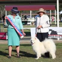 Samoyed for sale by KEFTIU