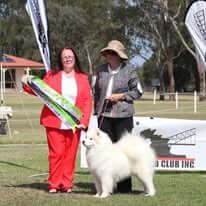 Samoyed for sale by KEFTIU