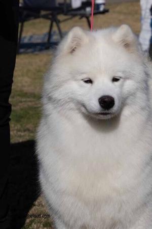 Samoyed for sale by KEFTIU