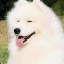 Samoyed for sale by KEFTIU