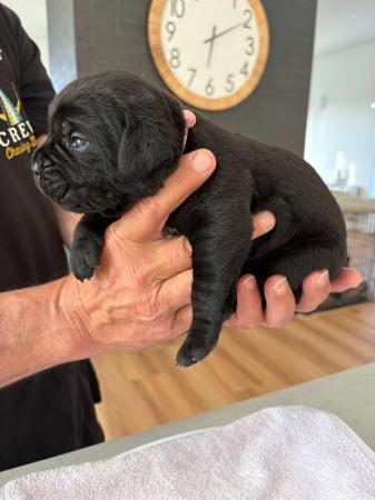 Cane Corso puppy for sale by TASMASSIMO