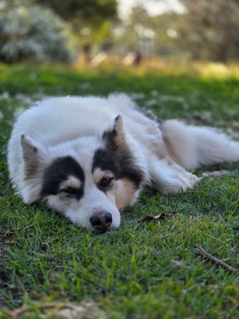 Yakutian Laika for sale by BRASHAWIN