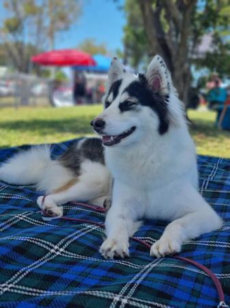 Yakutian Laika for sale by BRASHAWIN
