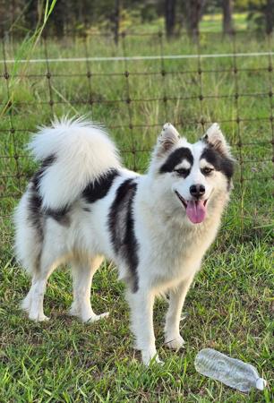 Yakutian Laika for sale by BRASHAWIN