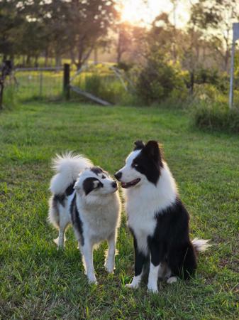 Yakutian Laika for sale by BRASHAWIN