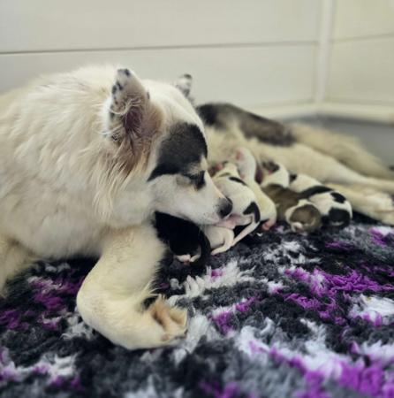 Yakutian Laika puppy for sale by BRASHAWIN