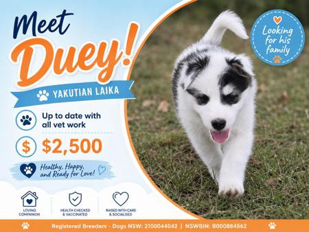 Yakutian Laika puppy for sale by BRASHAWIN
