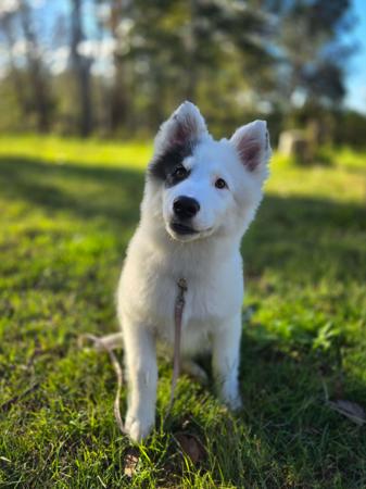 Yakutian Laika puppy for sale by BRASHAWIN
