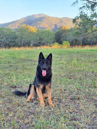 German Shepherd Dog (Long Stock Coat) puppy for sale by BRASHAWIN