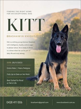 German Shepherd Dog (Long Stock Coat) dog for sale by BRASHAWIN