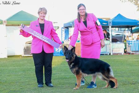 AUST CH. Landaverg Dominion Of Night ''A'' ''Z'' BSC German Shepherd Dog (Long Stock Coat)