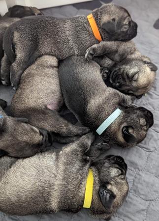 Schnauzer for sale by POLETA