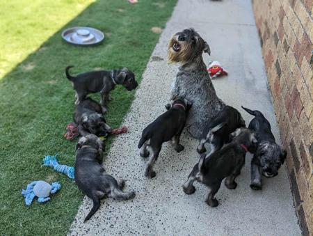 Schnauzer for sale by POLETA