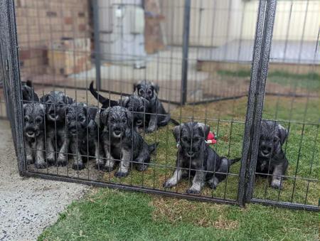 Schnauzer for sale by POLETA