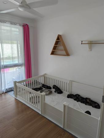 Schnauzer for sale by POLETA