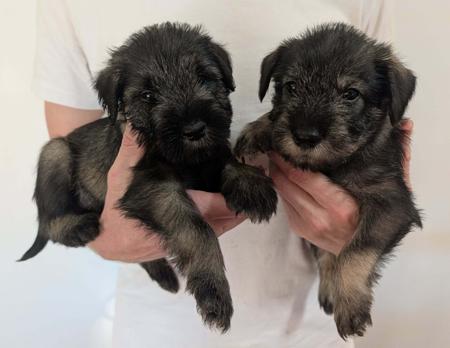 Schnauzer puppy for sale by POLETA