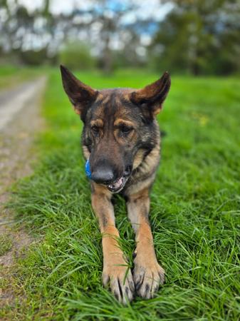 German Shepherd Dog for sale by BAMBISLEGACY
