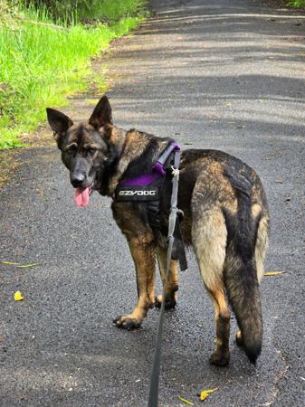 German Shepherd Dog for sale by BAMBISLEGACY