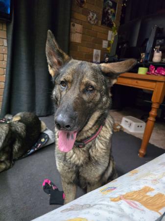 German Shepherd Dog for sale by BAMBISLEGACY