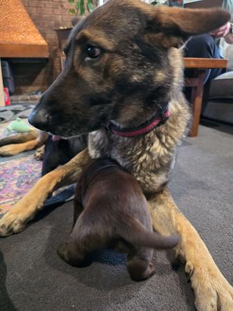 German Shepherd Dog for sale by BAMBISLEGACY