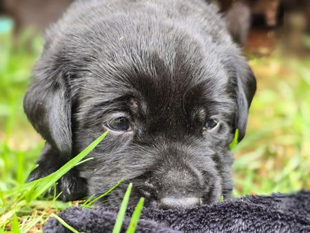 Labrador Retriever puppy for sale by BAMBISLEGACY