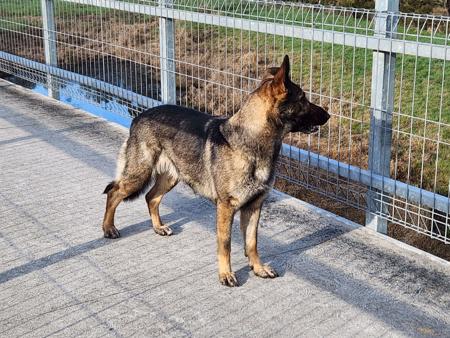 German Shepherd Dog puppy for sale by BAMBISLEGACY