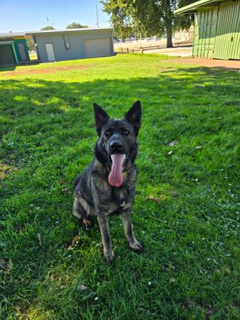 German Shepherd Dog for sale by BAMBISLEGACY