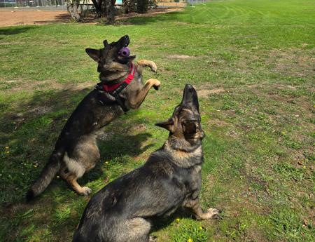 German Shepherd Dog for sale by BAMBISLEGACY