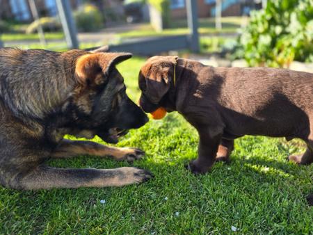 German Shepherd Dog for sale by BAMBISLEGACY