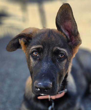 German Shepherd Dog for sale by BAMBISLEGACY