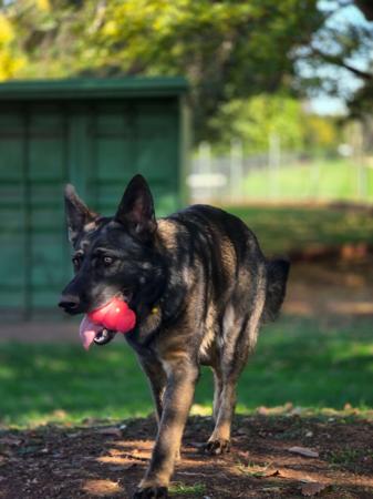 German Shepherd Dog puppy for sale by BAMBISLEGACY
