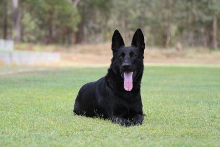 German Shepherd Dog puppy for sale by COLLIELVER