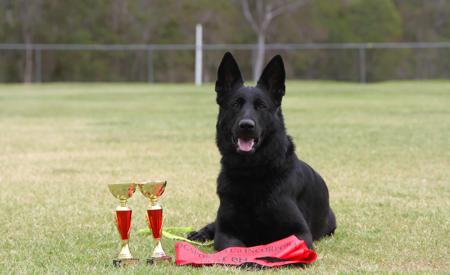 German Shepherd Dog puppy for sale by COLLIELVER