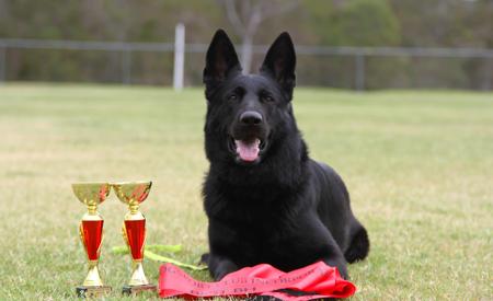 German Shepherd Dog puppy for sale by JAKYNA