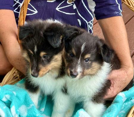 Shetland Sheepdog puppy for sale by BLUSWELL