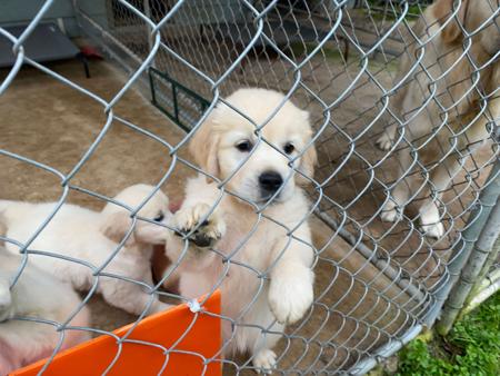 Golden Retriever puppy for sale by RAMGOLD