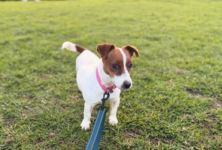 Jack Russell Terrier dog for sale by REGALRITE