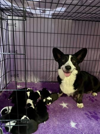 Welsh Corgi (Cardigan) puppy for sale by NAGEMLACE