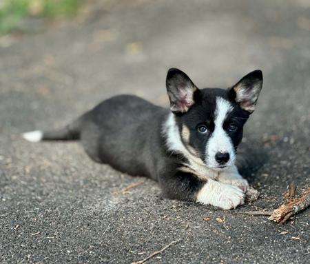 Welsh Corgi (Cardigan) puppy for sale by NAGEMLACE
