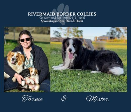 Border Collie puppy for sale by RIVERMAID