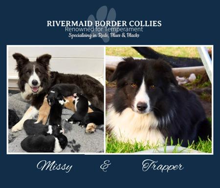 Border Collie puppy for sale by RIVERMAID