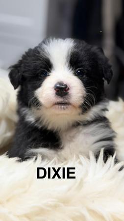 Border Collie puppy for sale by RIVERMAID