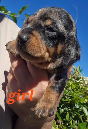 Dachshund (Miniature Smooth Haired) puppy for sale by DAMIEN1