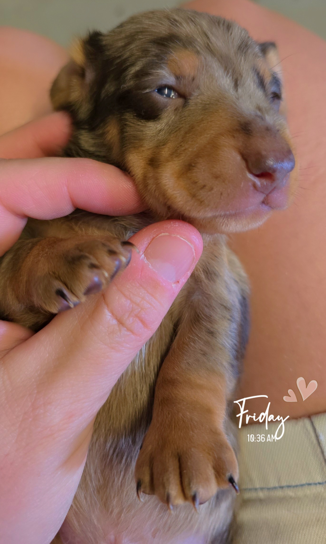 Dachshund (Miniature Smooth Haired) puppy for sale by DAMIEN1